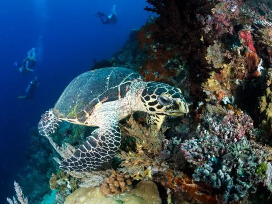 Wildlife & Biomarine Encounters