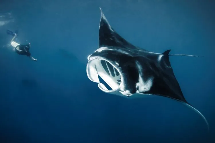 Manta Sandy – One of Raja Ampat's Most Iconic Manta Encounters