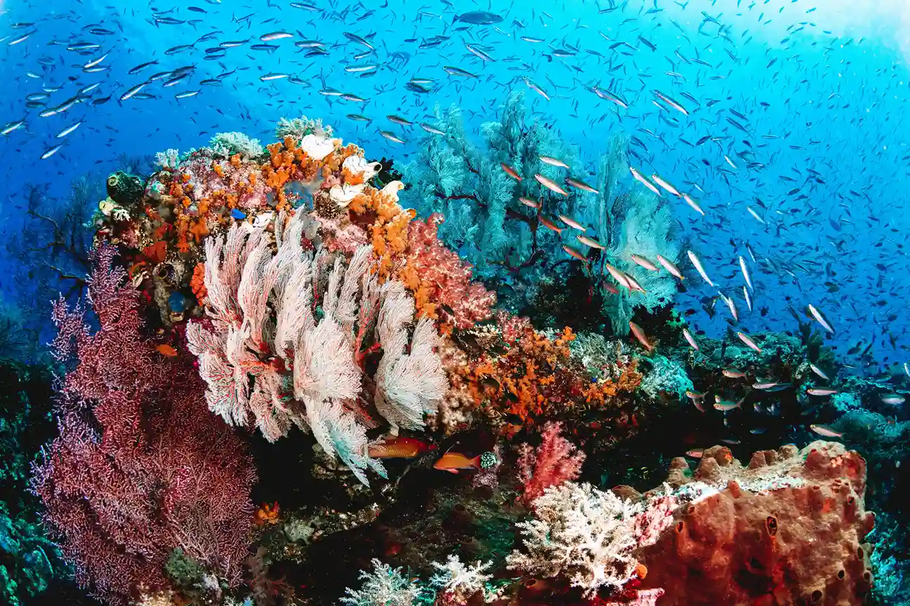 Raja Ampat Under Water Coral | Luxury Raja Ampat