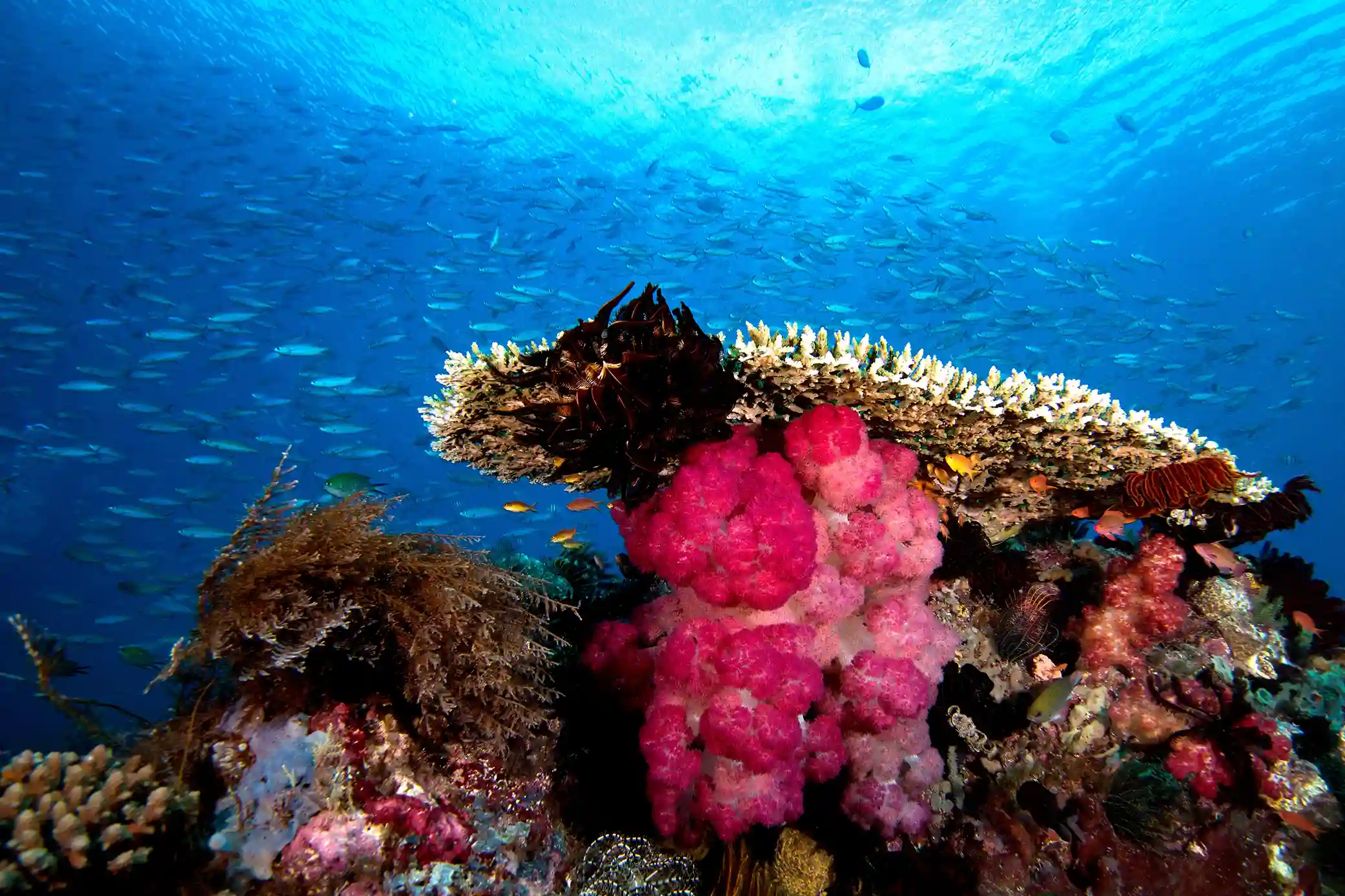 Raja Ampat Under Water Coral | Luxury Raja Ampat