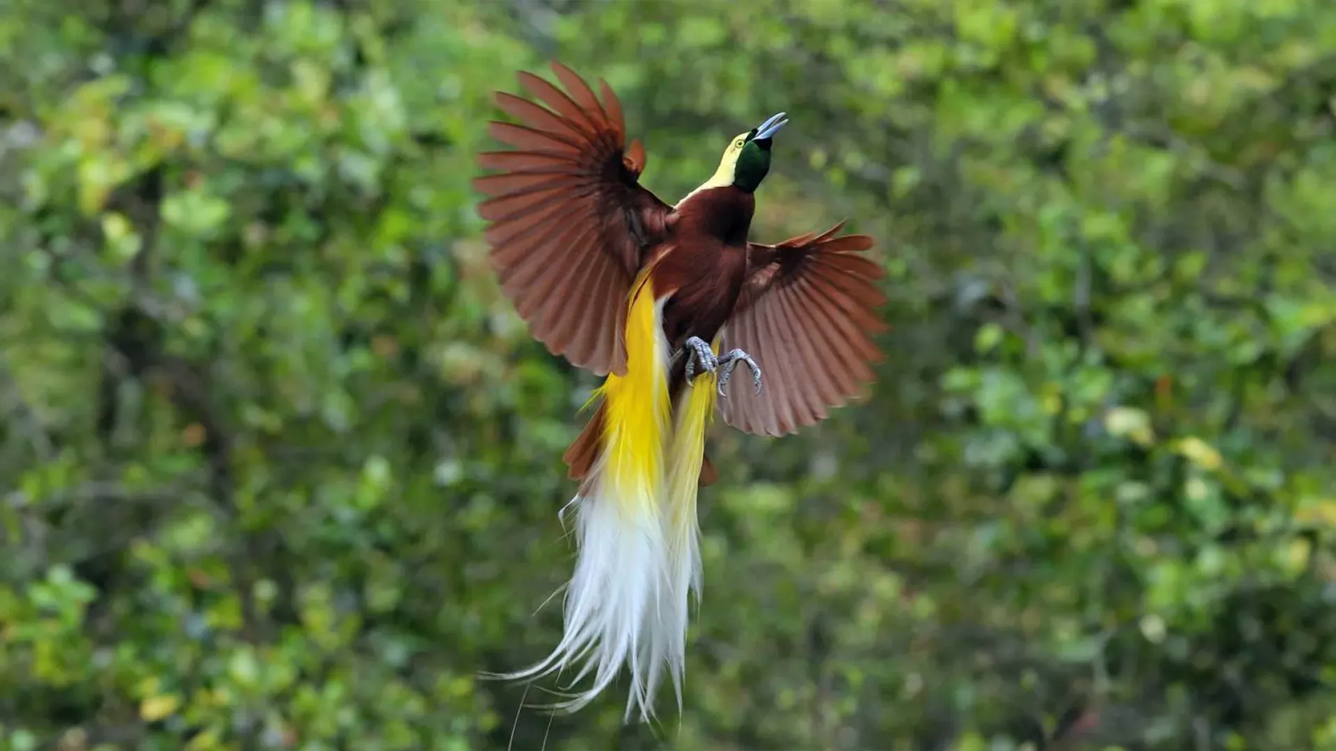 Raja Ampat Bird Watching