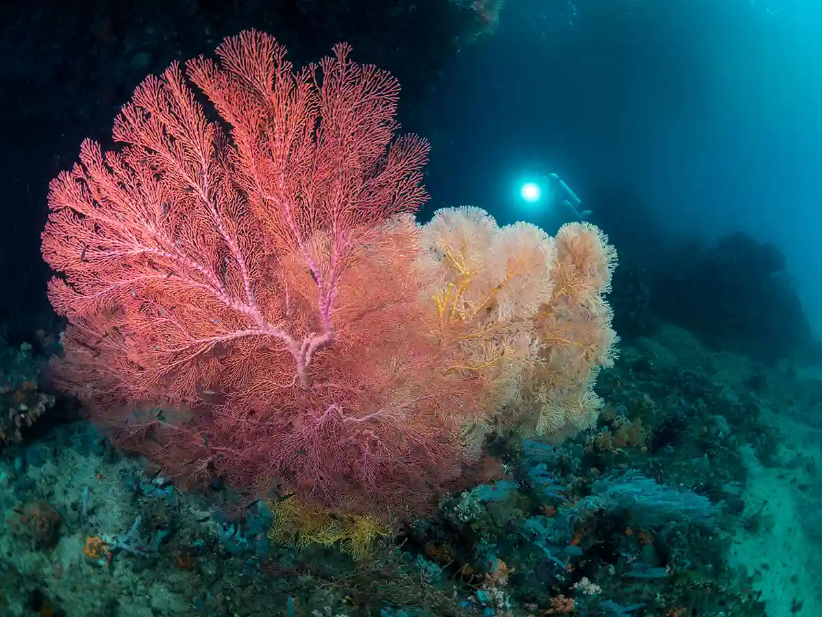 Best Luxury Liveaboard Raja Ampat 2026/2027 — Australian Buyer’s Guide