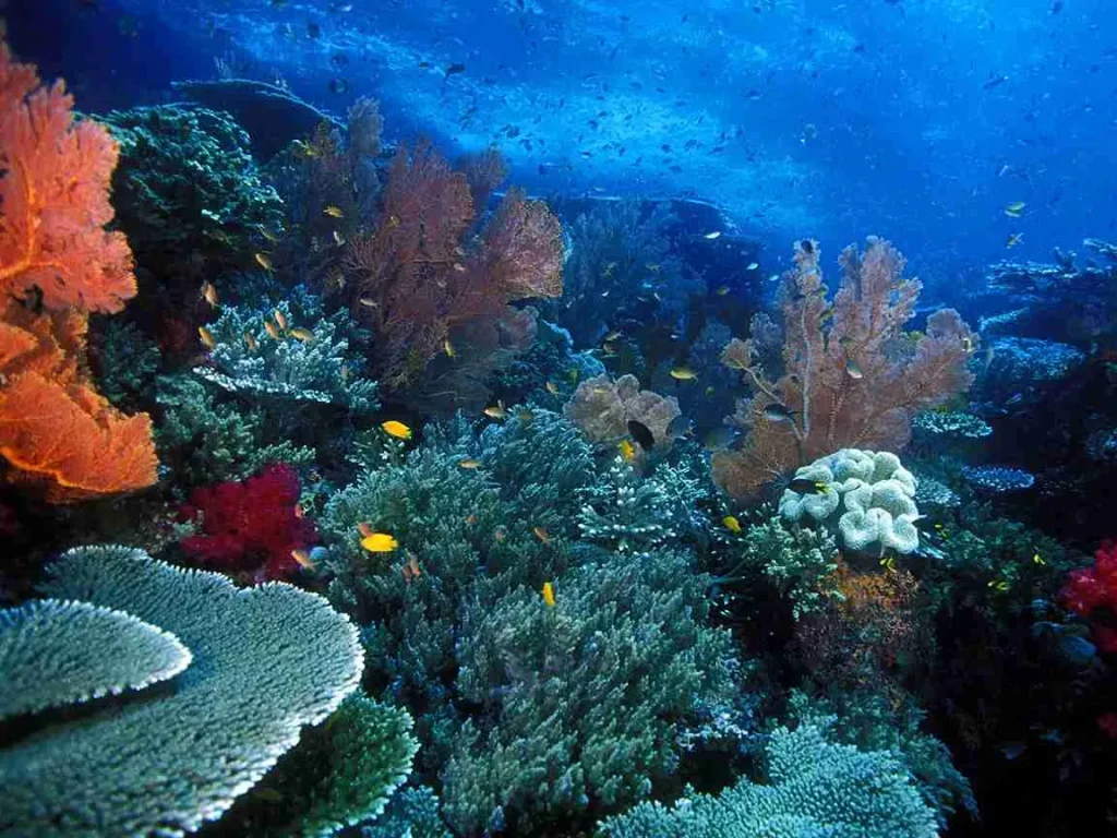 Luxury Raja Ampat Starlink Liveaboard 2027 — Stay Connected