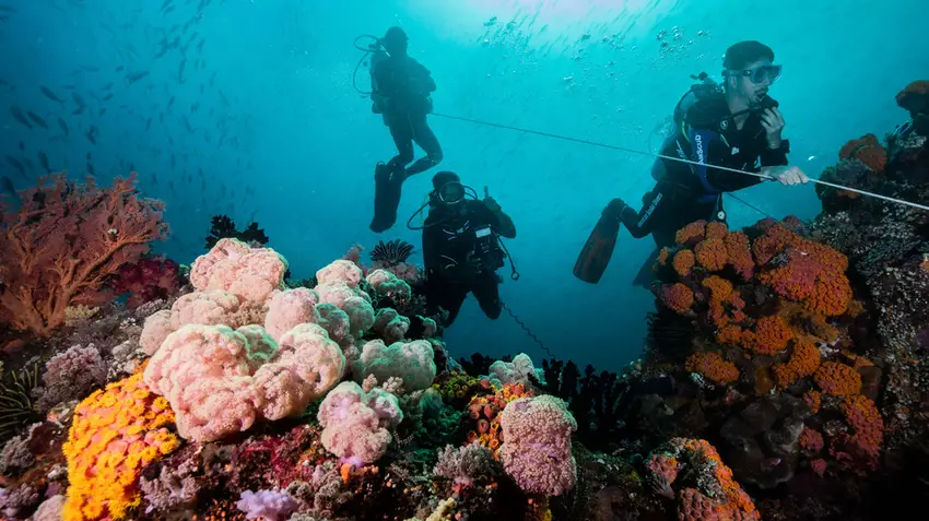 Reef Restoration & ESG