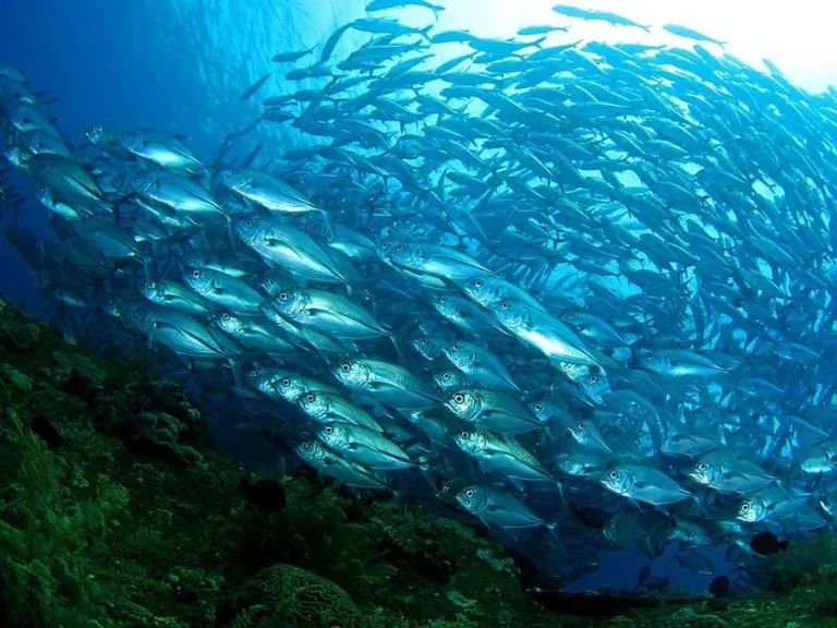 Sardine Reef
