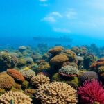 Raja Ampat coral reef with mining ship in background
